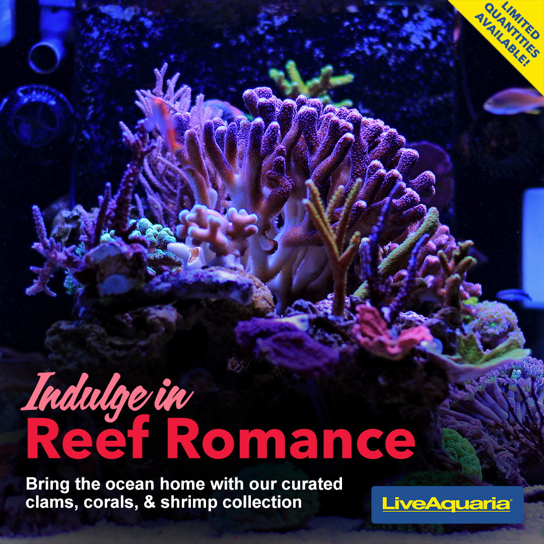 022124-SOCIAL-Reef_Romance.jpg