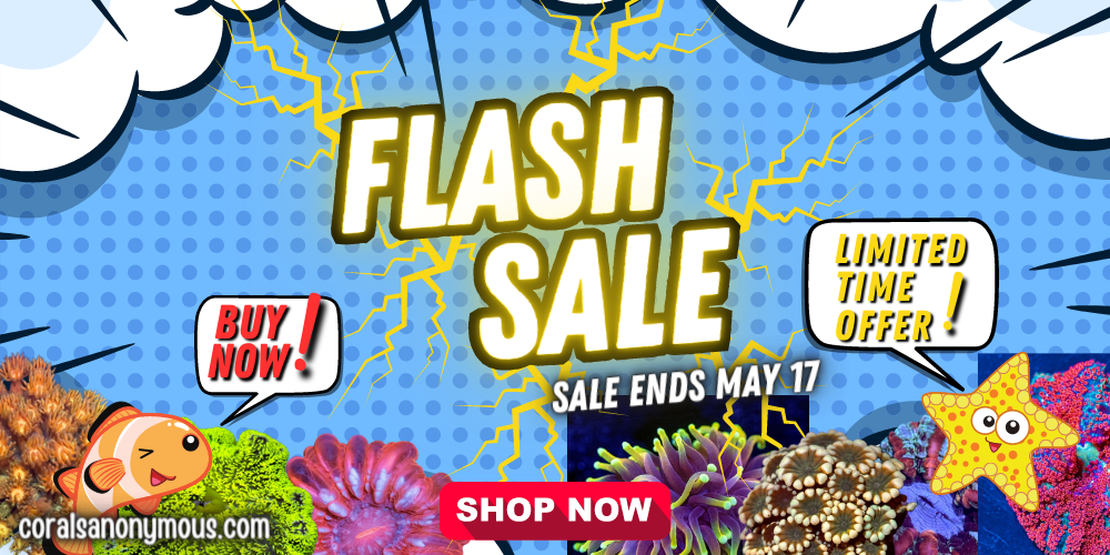 02May Flash Sale.png