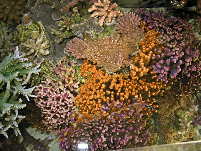 03-01-03_top_down_right_side_coral_mass.jpg