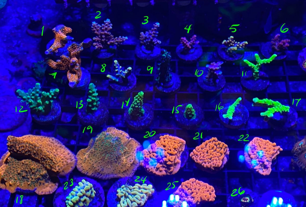 03-26-2021 Corals.jpg