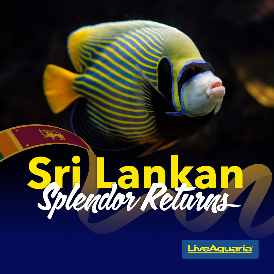 031124_SOCIAL_Sri-Lanka-Campaign.jpg