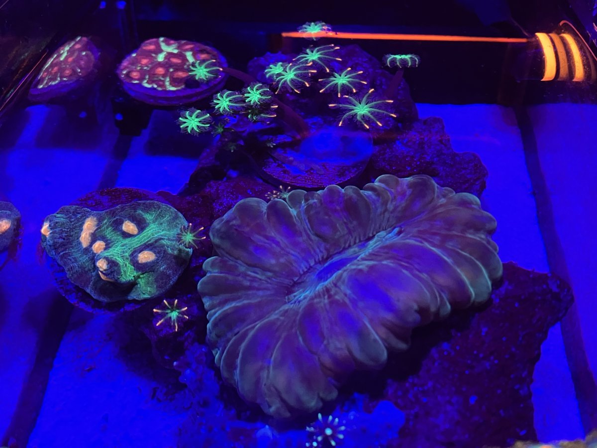 Build Thread - 1.1 Gallon Oceanbox P1-G Pico Reef | Page 4 | REEF2REEF ...