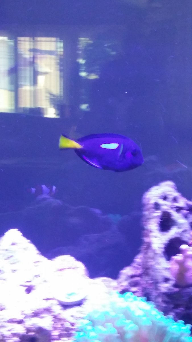 Rare. Hybrid & Uncommon Fish (post photos) | Page 6 | Reef2Reef