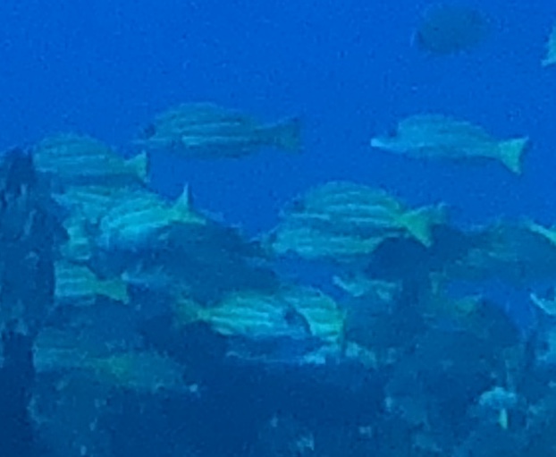 04242A72-4EFF-4EAE-8CAA-2B69CDFD016A.jpeg