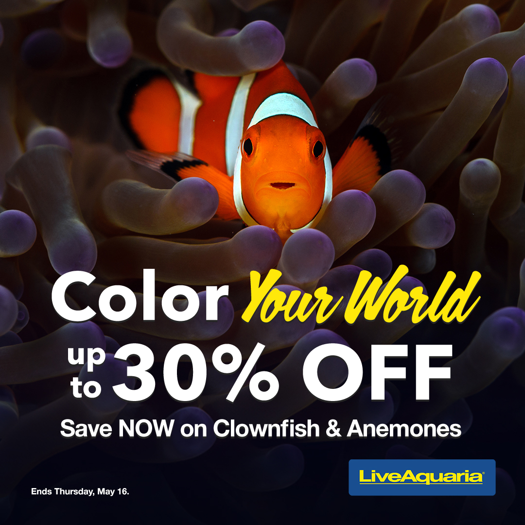051324_SOCIAL_Clownfish-and-Anemone-Campaign1080X1080.jpg
