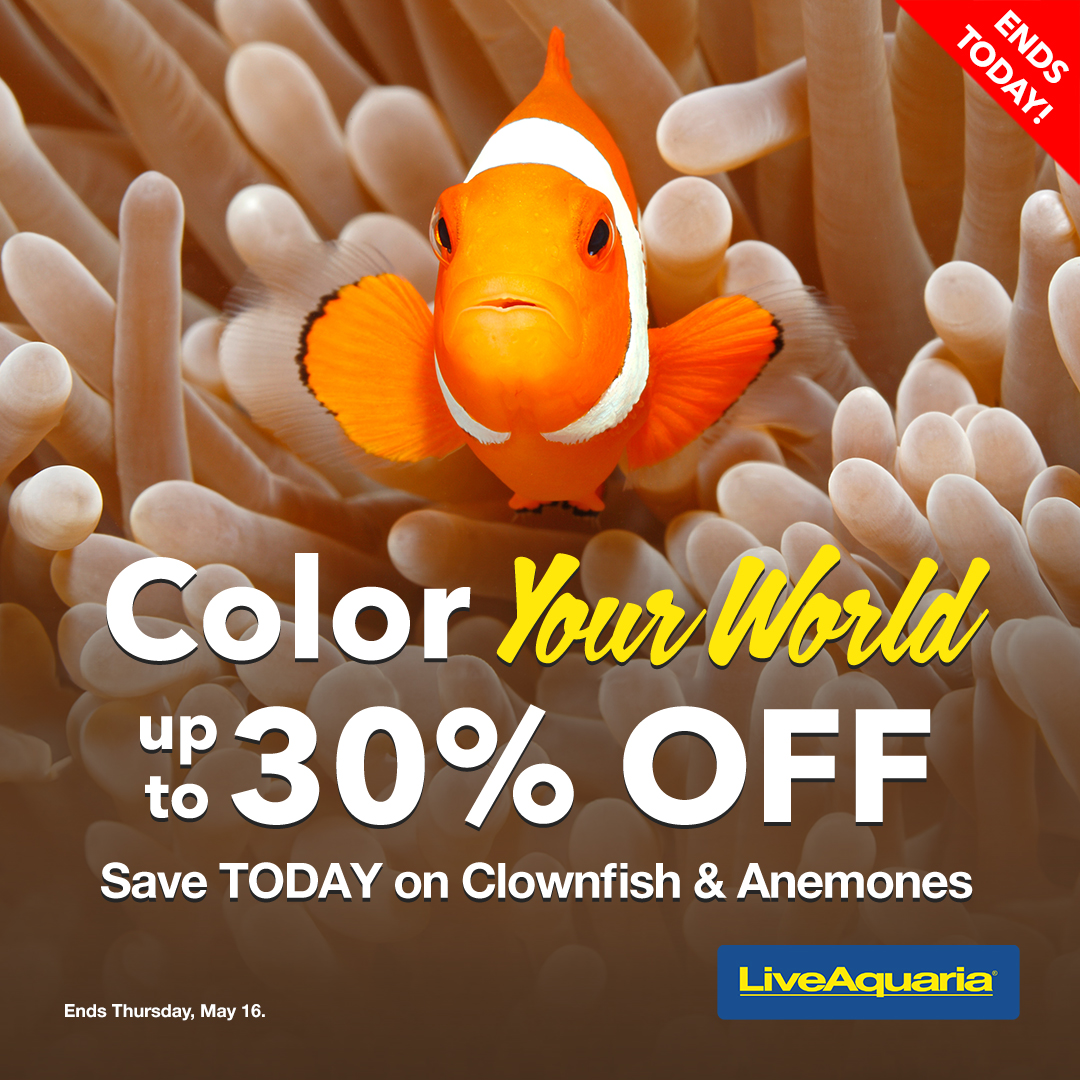 051624_SOCIAL_Clownfish-and-Anemone-Campaign1080X1080 (1).jpg