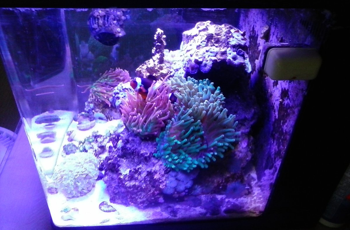 My Heteractis Magnifica (Ritteri Anemone) Journey | Page 5 | Reef2Reef