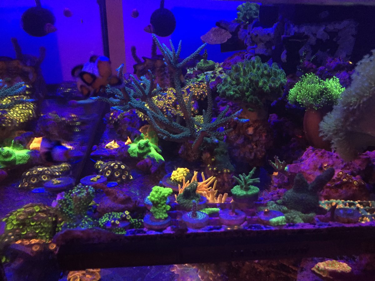Build Thread - My 33 gallon rimless shallow tank | Page 5 | REEF2REEF ...