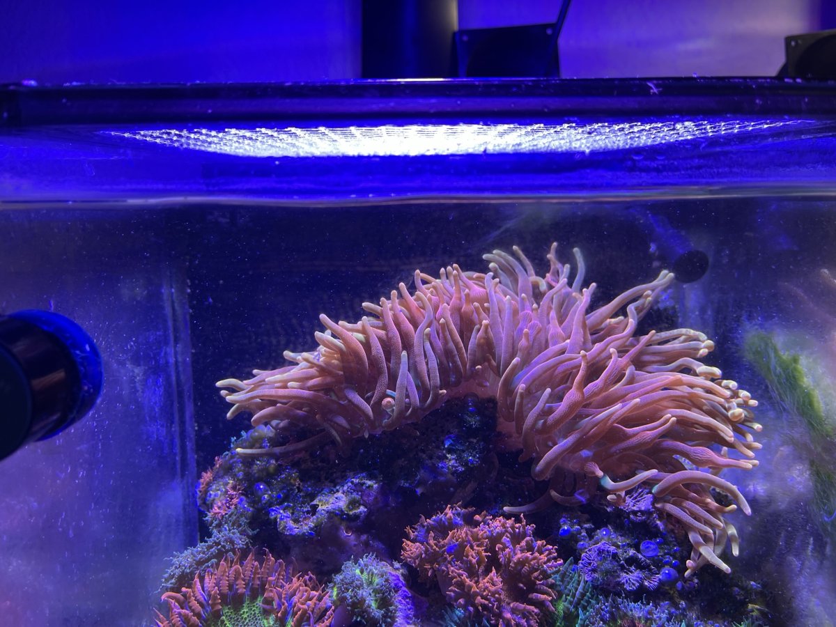 Favorite Anemone in Your Tank | Reef2Reef