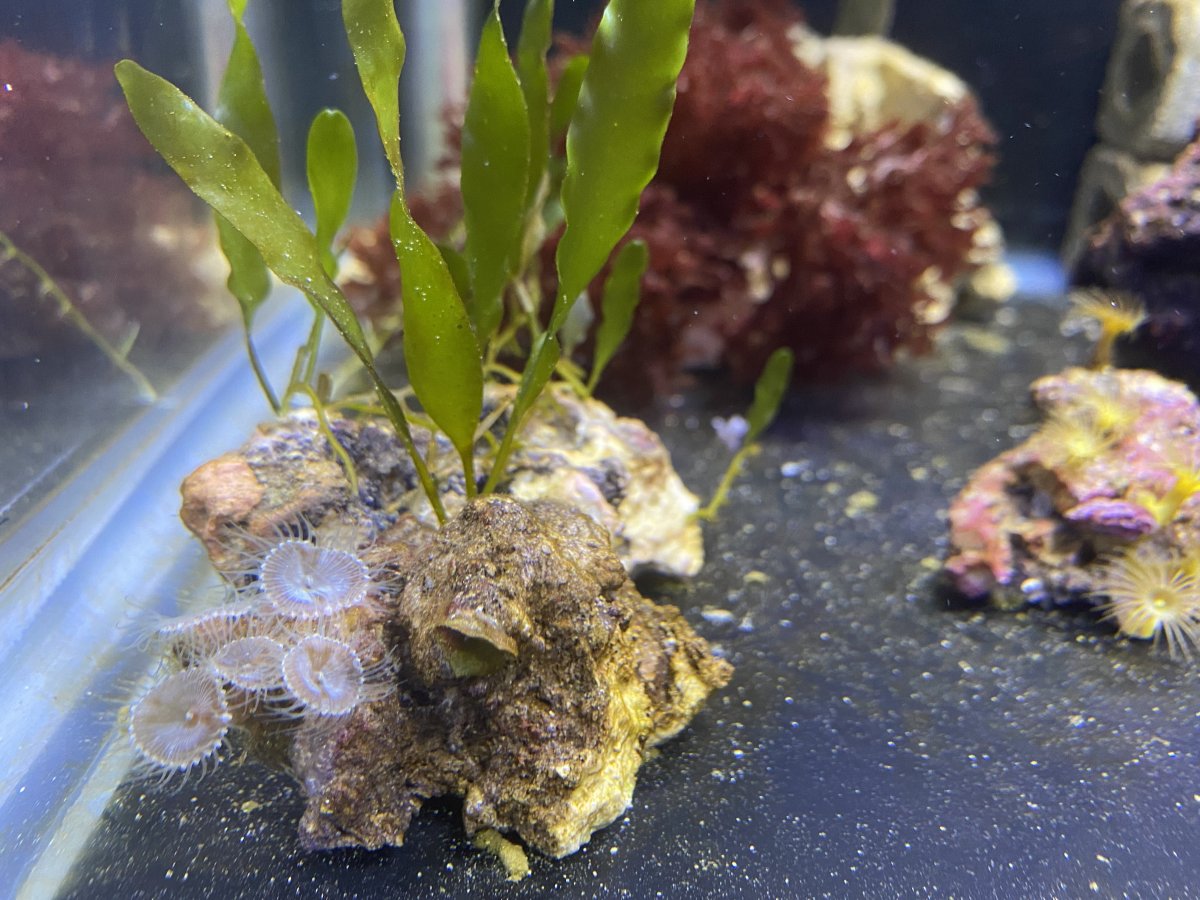 Should I throw out these polyps/palys??? | Reef2Reef
