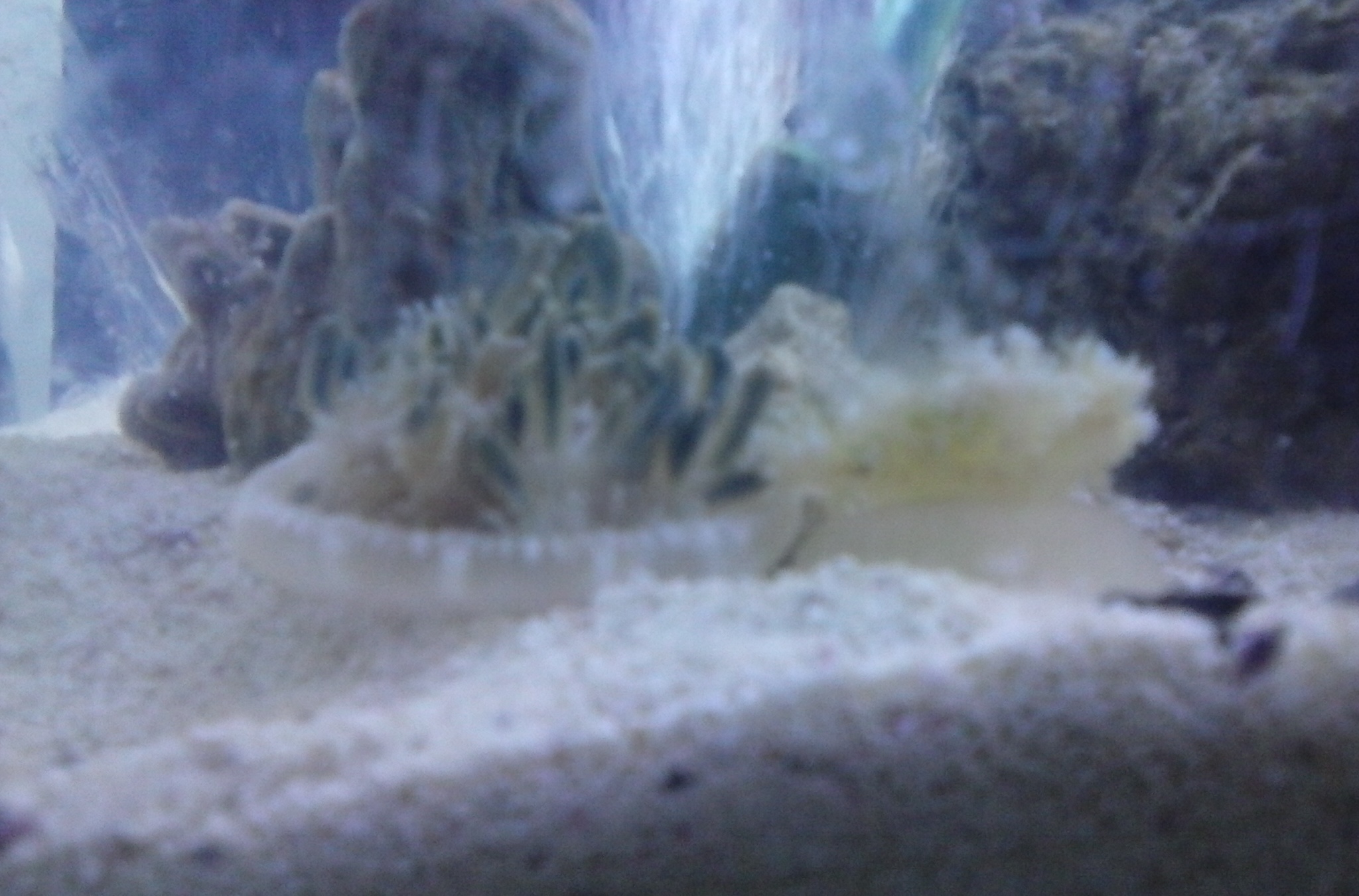 Nano Build - show us your unusual pico/nano reefs | Reef2Reef