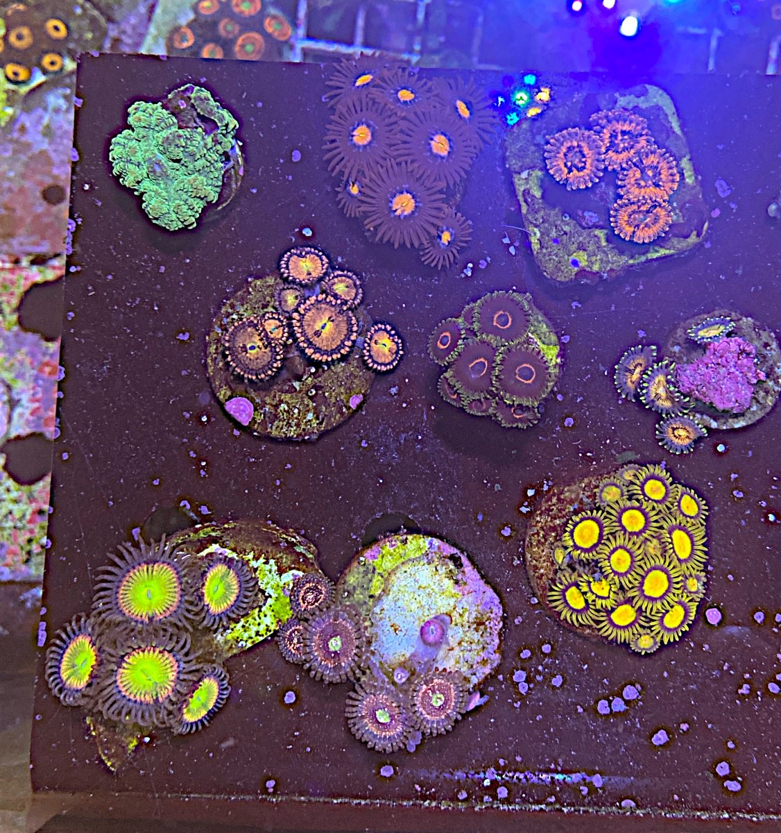 New York Corals packs for sale REEF2REEF Saltwater and Reef