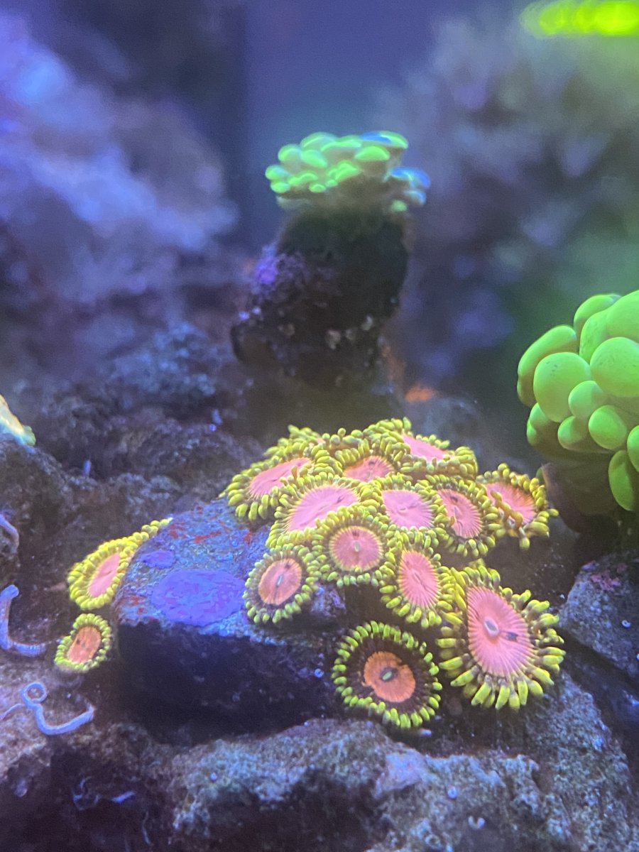 California - Live Goods - Pink diamond zoas and | REEF2REEF Saltwater