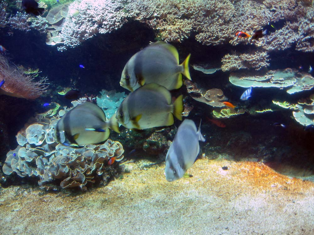 080709-batfish-3.jpg