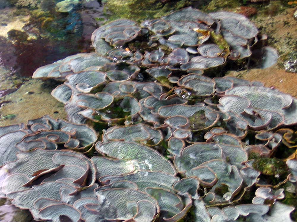 080709-flakbildande-2.jpg