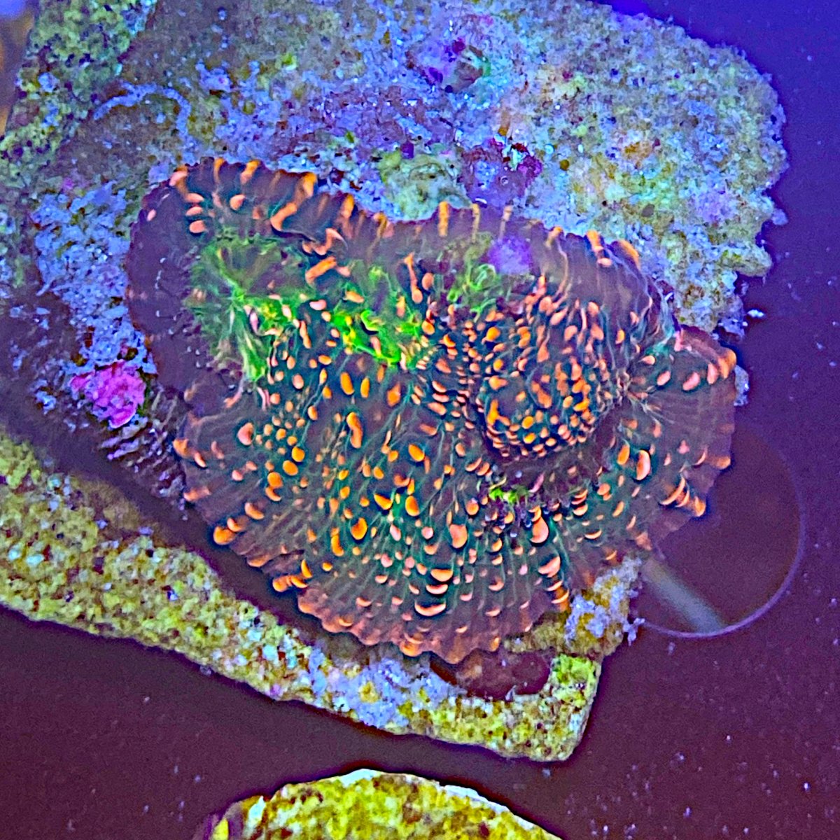 New York Corals for sale REEF2REEF Saltwater and Reef Aquarium Forum