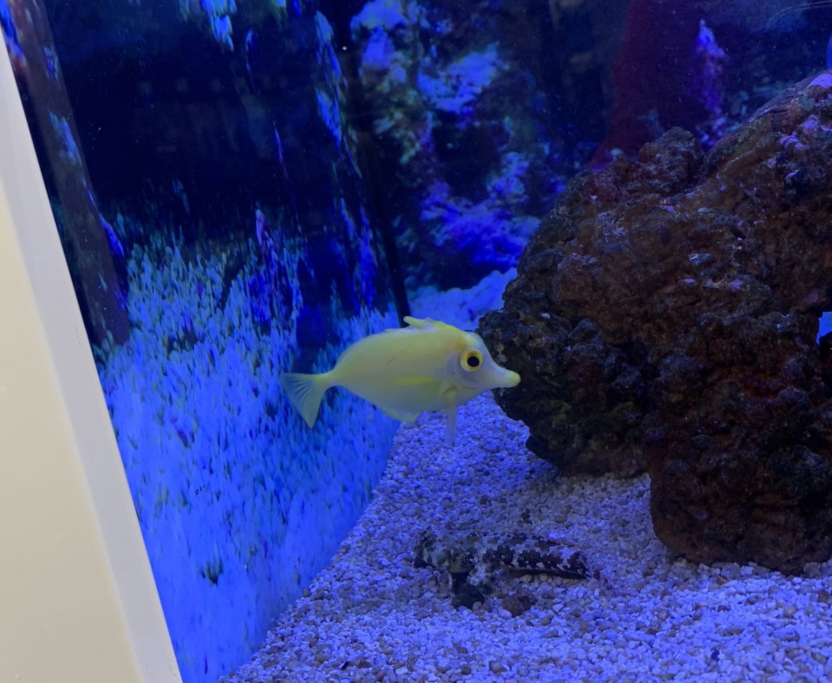 frozen mysis shrimp petco