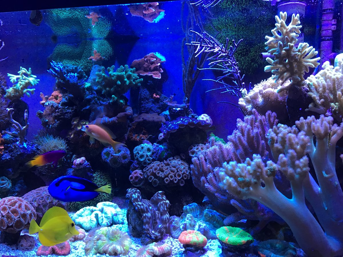 Clownfish and Royal Gamma | REEF2REEF Saltwater and Reef Aquarium Forum