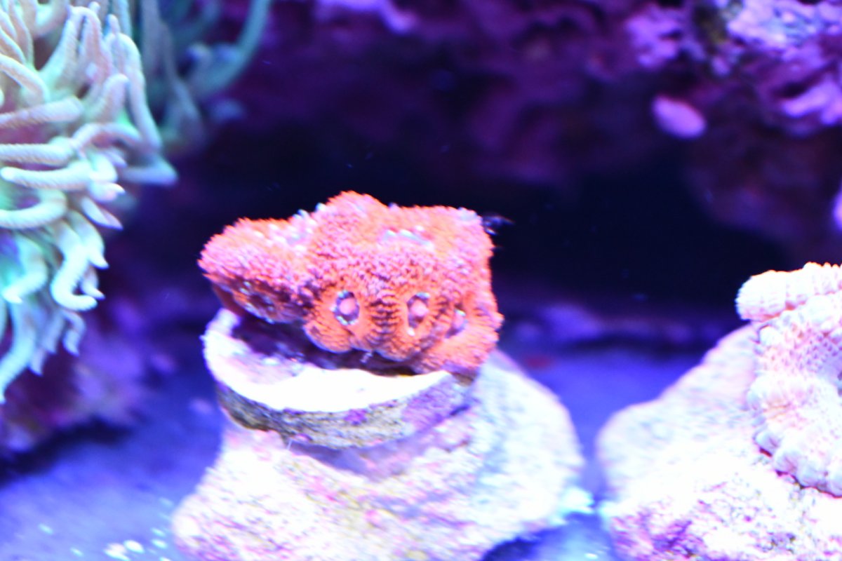 09A600BC-D511-4F0E-805C-3249B5AA9CC7.jpeg