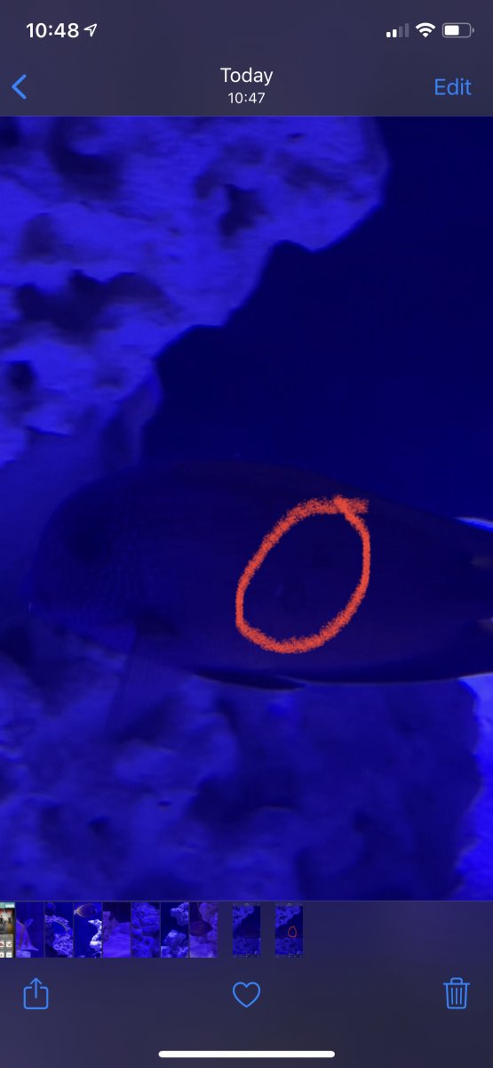 EMERGENCY - New tank New iLLness | Reef2Reef