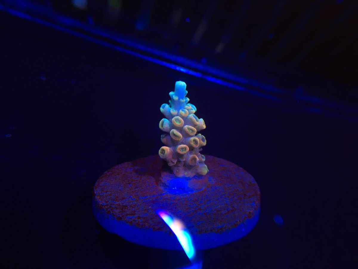 0A082276-96ED-4C71-9AA4-C6A838A445A7.jpeg