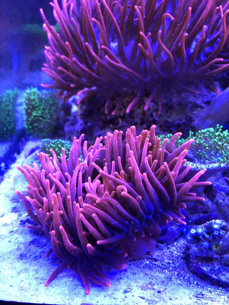 Louisiana - Sherman rose anemone for sale. | REEF2REEF Saltwater and Reef  Aquarium Forum