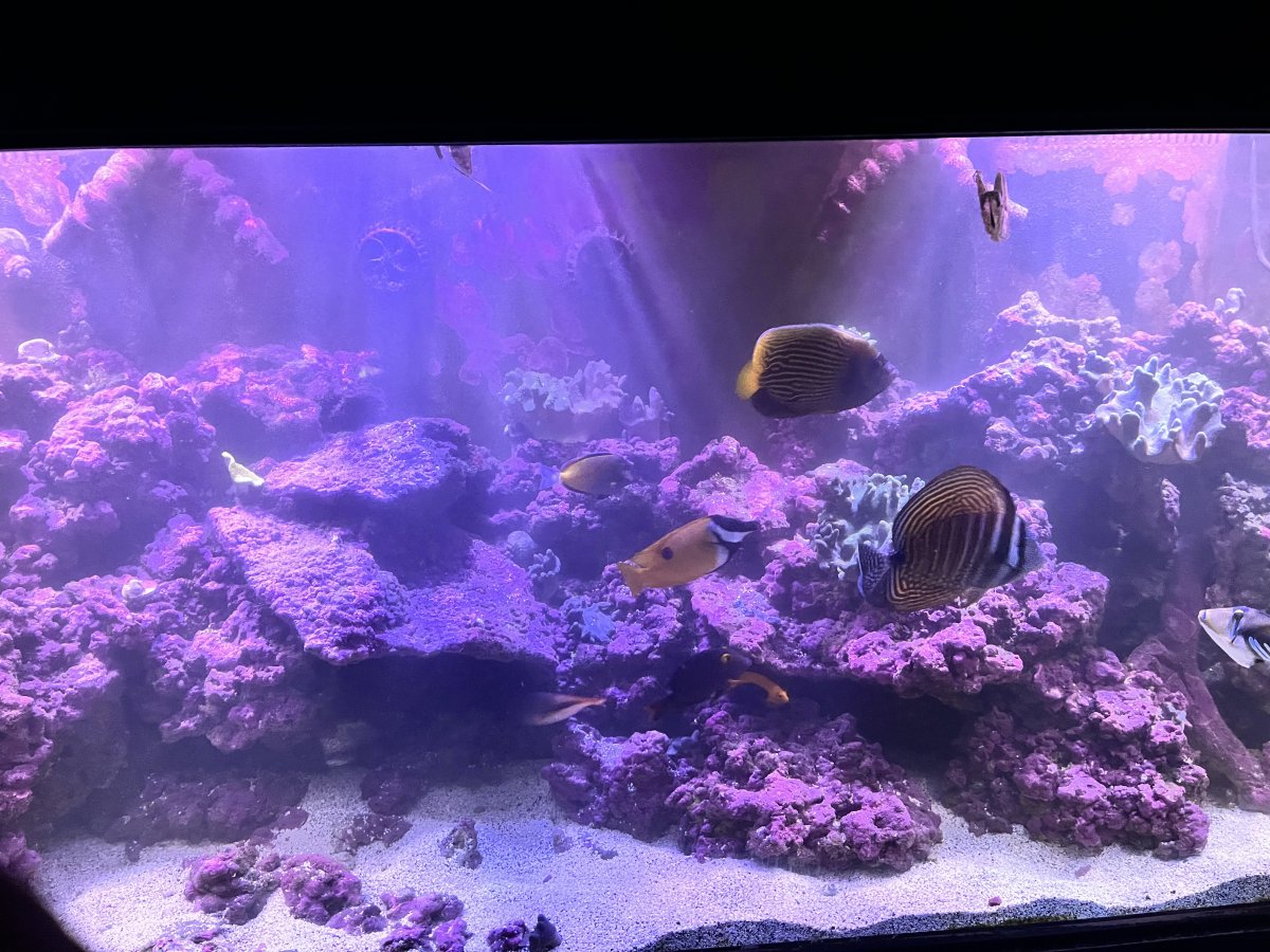 Let’s see your LOW TECH reef! | Page 4 | Reef2Reef