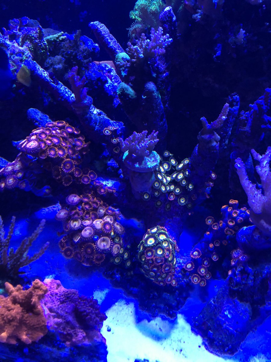 California - Tonga branch with mix zoas 150-200 polyps | Reef2Reef