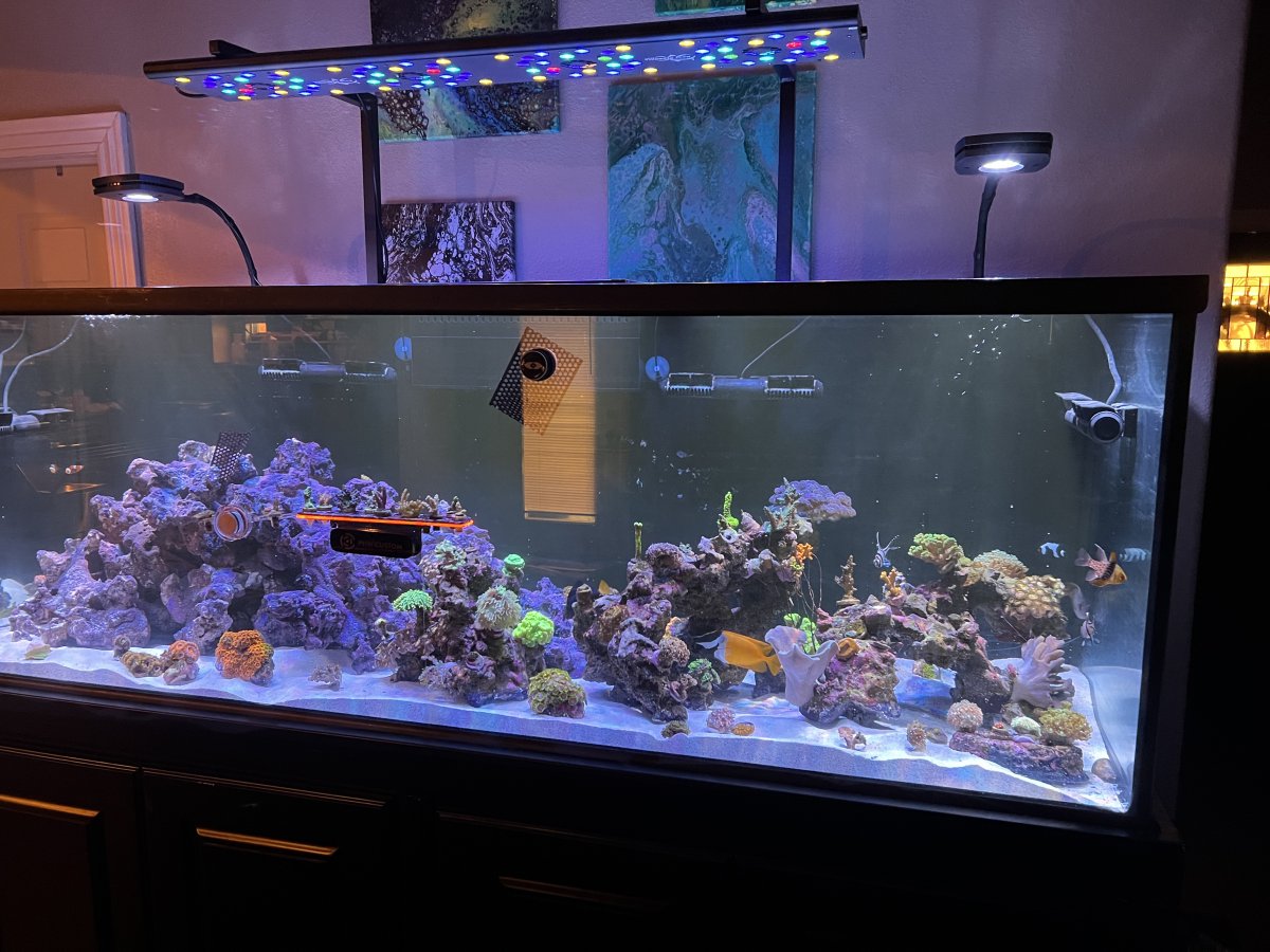 Light acclimation after tank transfer/upgrade | Reef2Reef