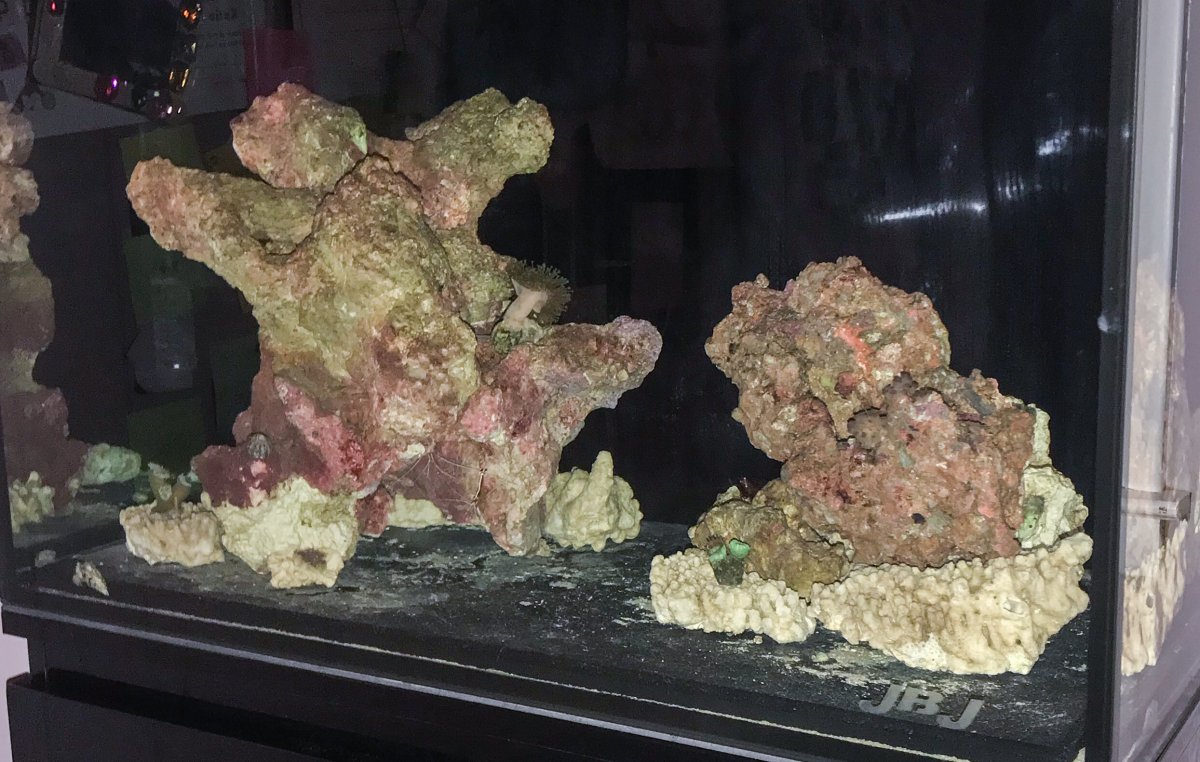 I received a box of rocks today. | Page 23 | REEF2REEF Saltwater and ...