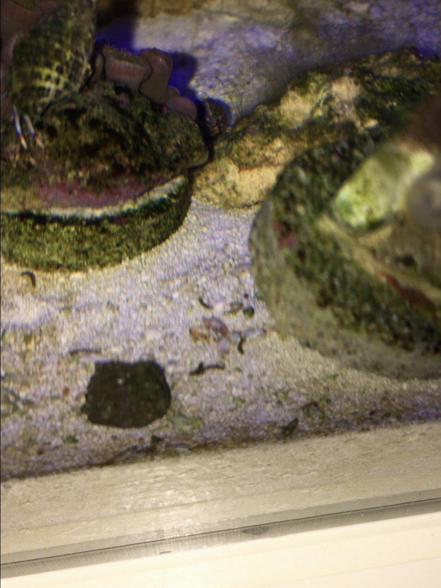 fish-poop-reef2reef