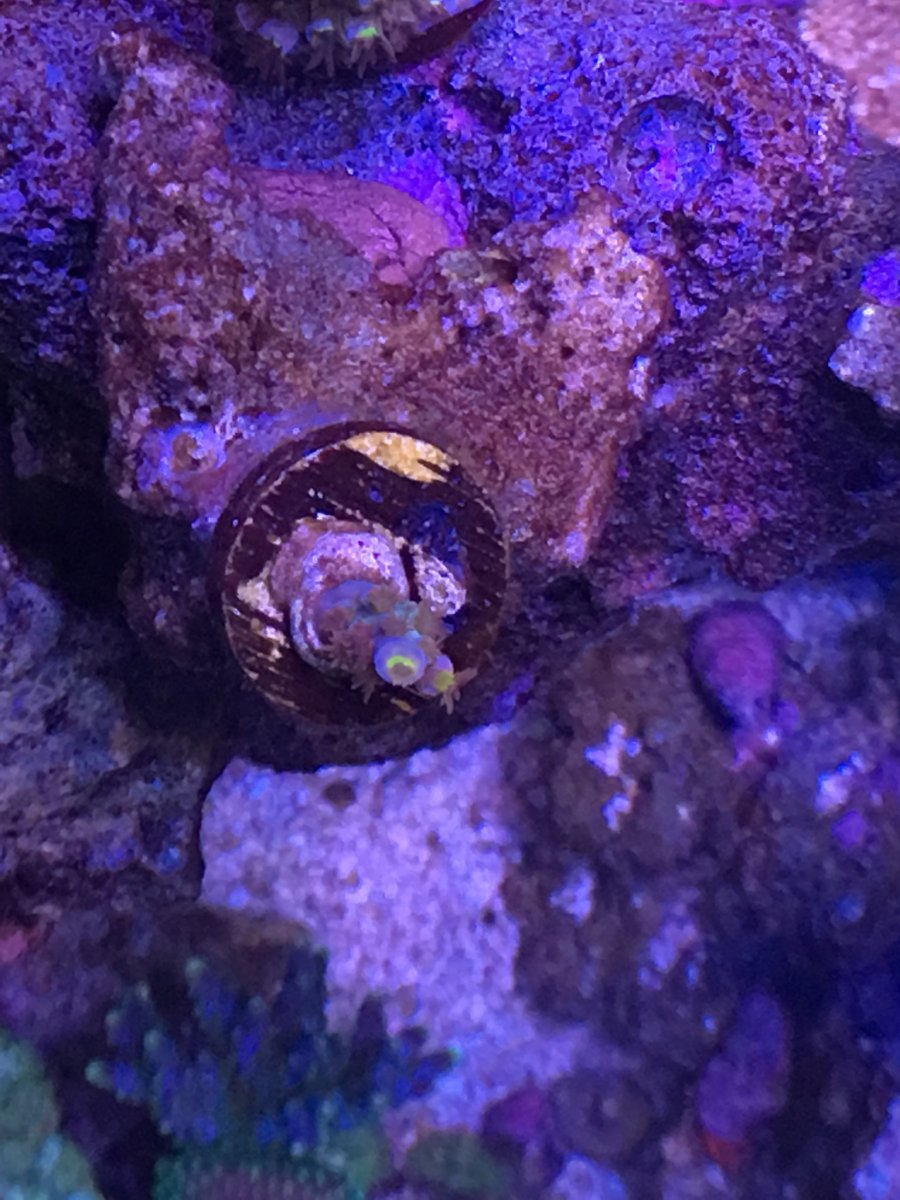 mardi gras reef
