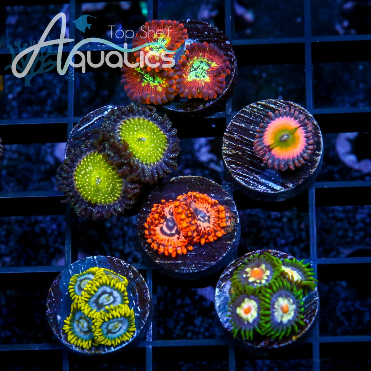 WYSIWYG! Huge Variety ZOA PACKS! | Reef2Reef