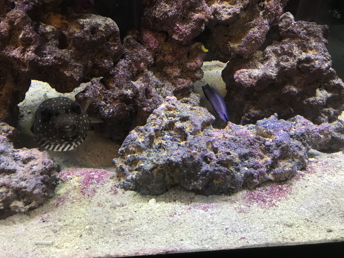 Nitrates Issues | Reef2Reef