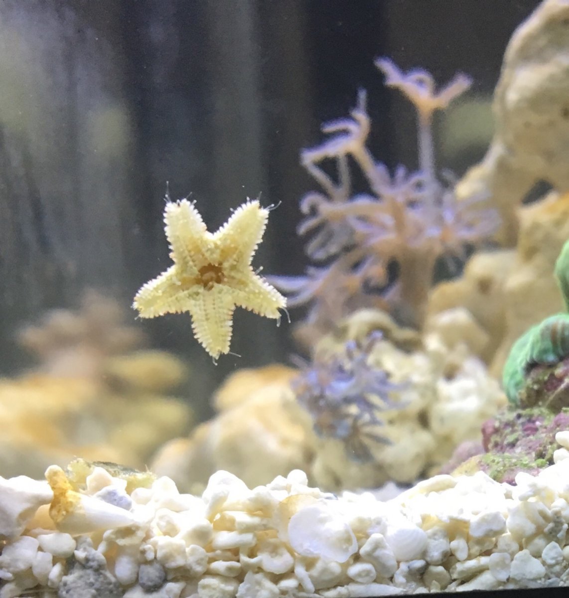 Asterina? | Reef2Reef