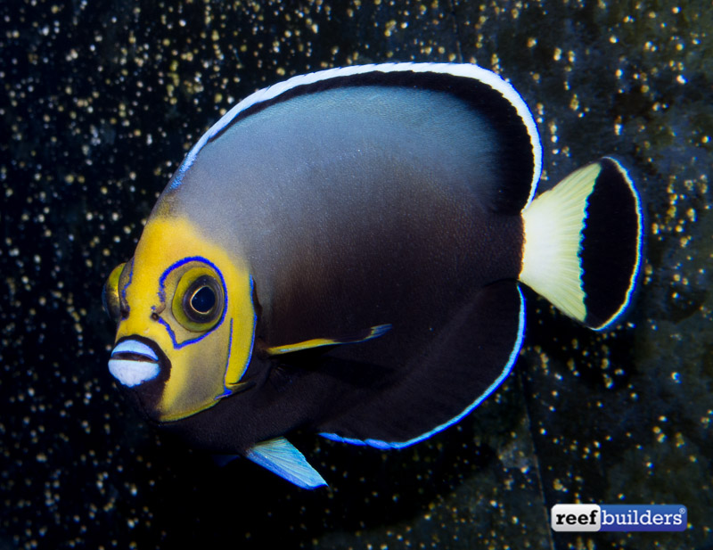 QUESTION OF THE DAY - DREAM FISH: You finally we're able to do it ...