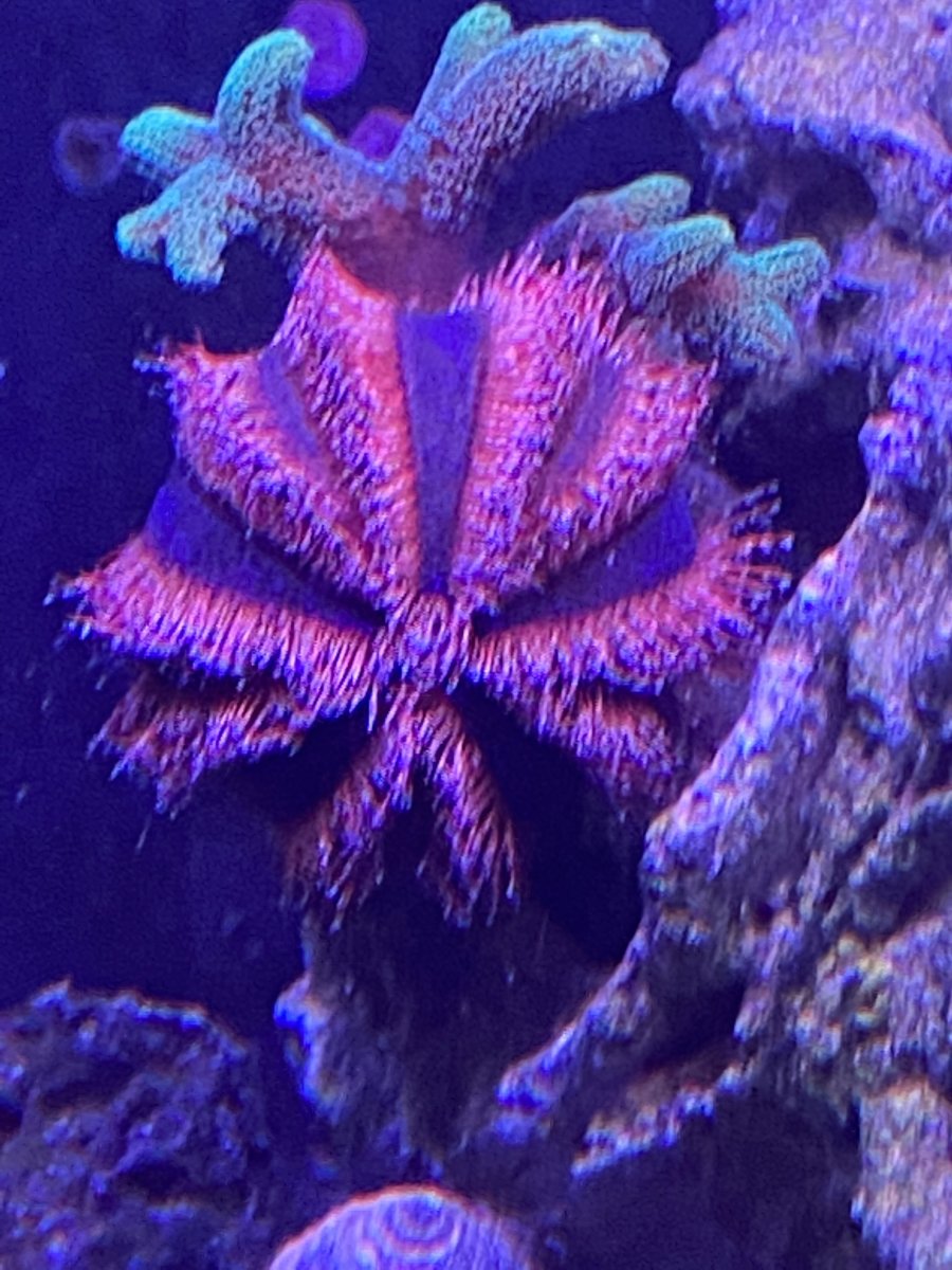 Sea urchin eating bubble algae? REEF2REEF Saltwater and Reef Aquarium