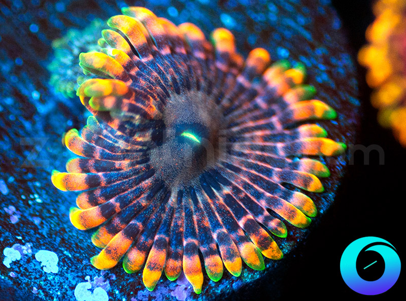 1-409-Fairy-Farts-zoa.jpg
