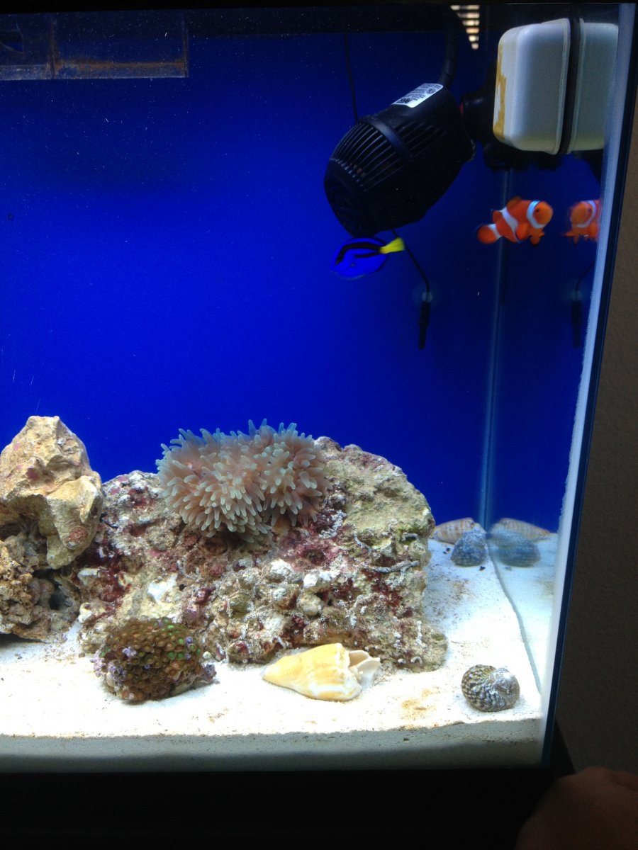 1 Corals.JPG