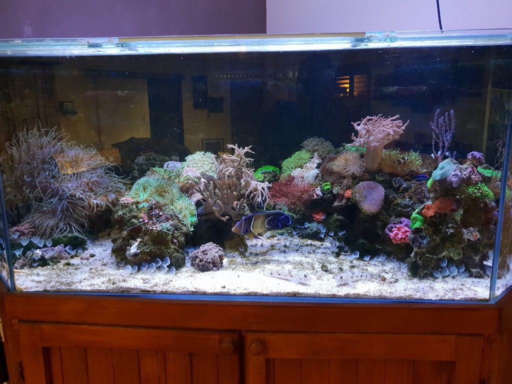 1 Corner Reef Tank.jpg