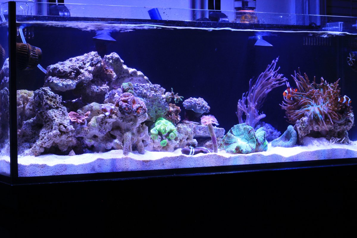 1 full tank.JPG