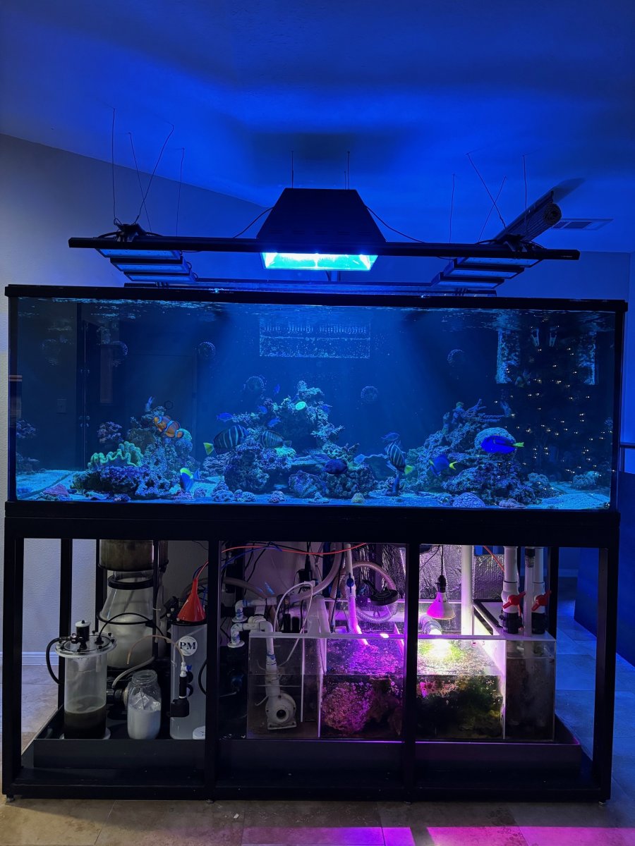 1 halide.jpg