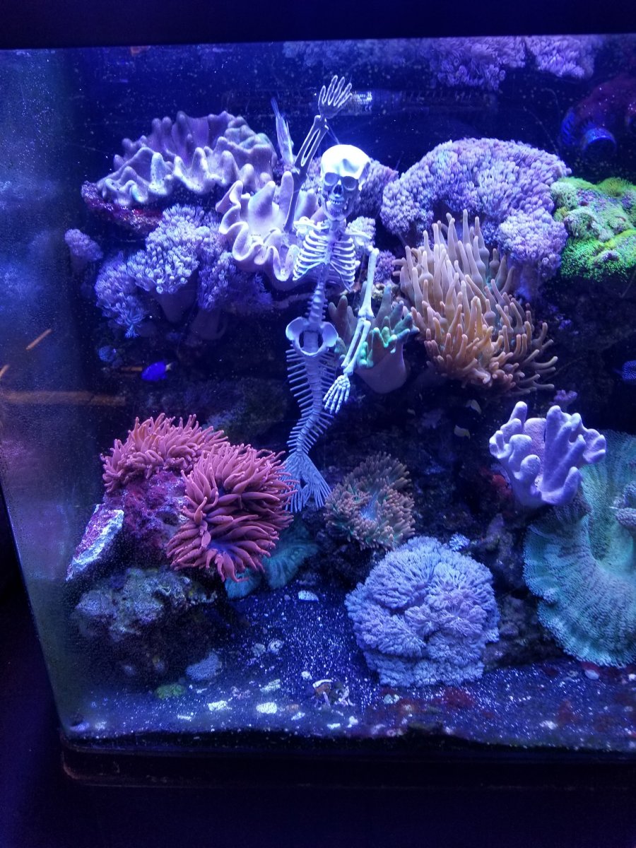 Do You Decorate Your Tank For Halloween Reef2reef Saltwater And