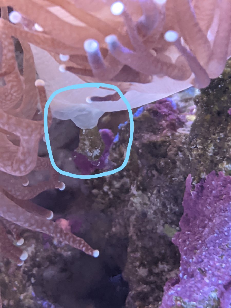 Strange Growth Under Torch Coral Polyp REEF2REEF Saltwater and Reef