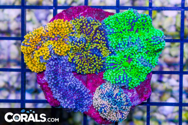 Ricordea Rocks with 15 and 5 polyps! Man-Made! Instant Garden! ~Corals ...