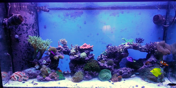 Frequency of Water Changes | Reef2Reef