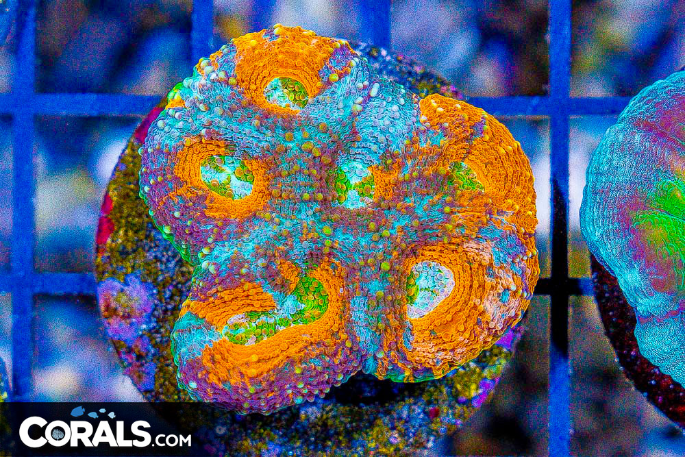 **CRAZY Rainbow Lord Frags! All New Frags & Frag Packs Update!** New ...