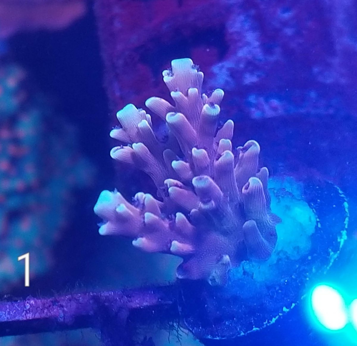 Texas - RRC Pink Cadillac - Reef Raft Canda - SPS Frags | REEF2REEF ...