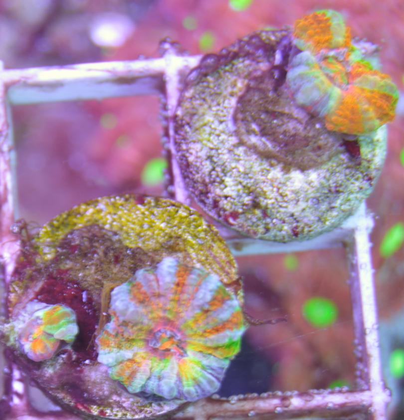 1 polyp panther.jpg