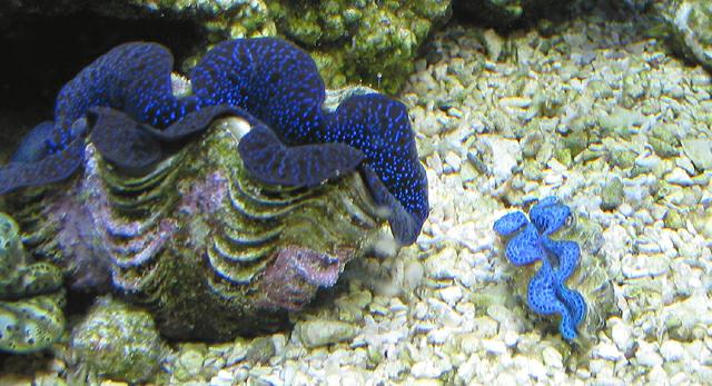 10-26-03_blue_black_with_baby_maxima_clams.jpg